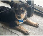 Small #6 Mutt
