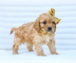 Small Photo #9 Cavapoo (Miniature) Puppy For Sale in LIBERTY, KY, USA