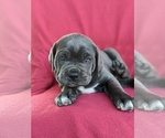 Small Photo #5 Cane Corso Puppy For Sale in RONKS, PA, USA