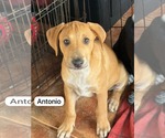 Small #15 Chihuahua-Labrador Retriever Mix