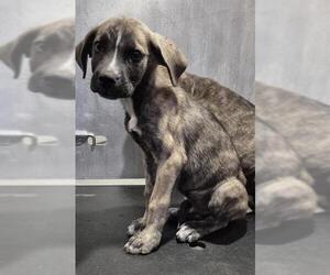 German Shepherd Dog-Unknown Mix Dogs for adoption in San Antonio, TX, USA