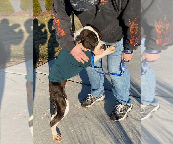 Medium Photo #19 Boxer Puppy For Sale in Burnsville, MN, USA