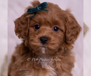 Medium Maltipoo (Toy)