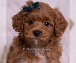 Puppy Jaylen F1B Maltipoo (Toy)