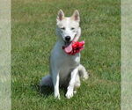 Small #4 Siberian Husky Mix
