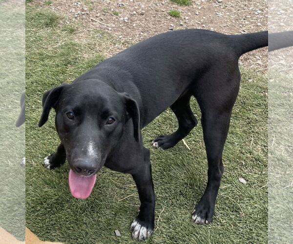 Medium Photo #5 Labrador Retriever-Unknown Mix Puppy For Sale in Tracy City, TN, USA