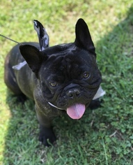 Father of the French Bulldog puppies born on 09/06/2018