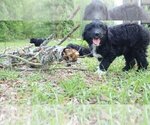 Small Photo #69 Aussiedoodle Puppy For Sale in CONWAY, SC, USA
