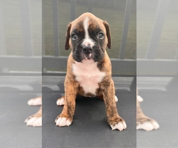 Medium Photo #1 Boxer Puppy For Sale in MECHANICSVILLE, MD, USA