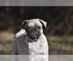 Small #3 Pug