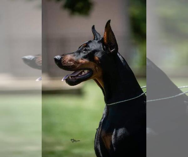 Medium Photo #14 Doberman Pinscher Puppy For Sale in FORT LAUDERDALE, FL, USA