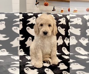 Goldendoodle Puppy for sale in CLARKSVILLE, TN, USA