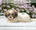 Puppy Rowan Shih-Poo