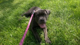 Cane Corso Puppy for sale in COLUMBIA, MD, USA