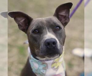 American Staffordshire Terrier Dogs for adoption in San Antonio, TX, USA