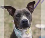 Small American Staffordshire Terrier