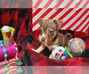 Toxirn Dogs for adoption in Arlington, WA, USA