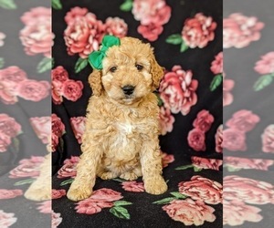 Goldendoodle Puppy for sale in KIRKWOOD, PA, USA