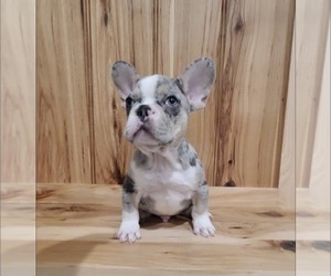 French Bulldog Puppy for sale in INDIANAPOLIS, IN, USA