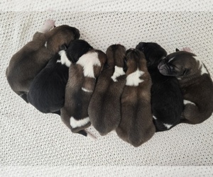 Akita Puppy for Sale in STRAFFORD, Missouri USA