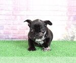 Small Photo #1 French Bulldog Puppy For Sale in BEL AIR, MD, USA