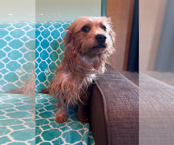 Medium Photo #6 Mutt Puppy For Sale in Pacolet, SC, USA