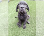 Small #10 Cane Corso