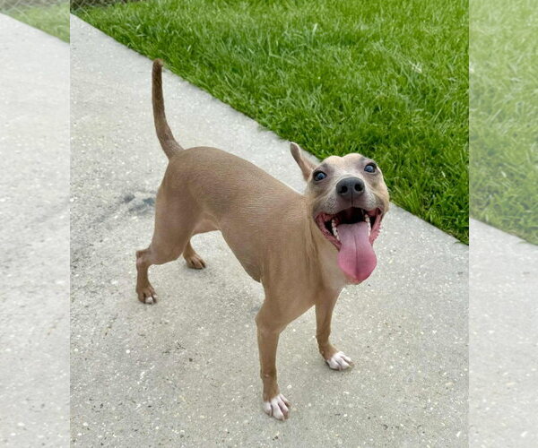 Medium Photo #7 American Pit Bull Terrier-Unknown Mix Puppy For Sale in Oakhurst, NJ, USA