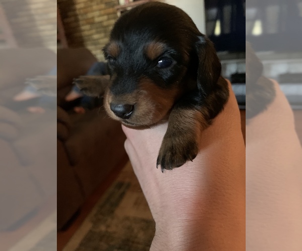 Medium Photo #1 Dachshund Puppy For Sale in QUANAH, TX, USA