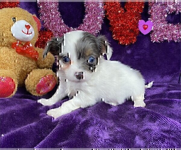 Medium Photo #11 Chihuahua Puppy For Sale in DACULA, GA, USA