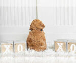 Small Photo #18 Poodle (Toy) Puppy For Sale in WARSAW, IN, USA