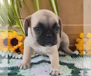 Pug Puppy for sale in CALLAO, VA, USA