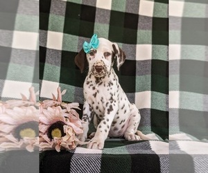 Dalmatian Puppy for sale in QUARRYVILLE, PA, USA