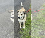 Small #10 Mutt