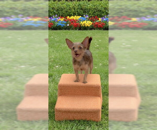 Medium Photo #5 Mutt Puppy For Sale in Weston, FL, USA