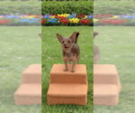 Small #4 Mutt