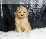 Puppy Getter AKC Poodle (Toy)