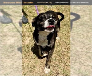 Border Collie-Unknown Mix Dogs for adoption in Benton, PA, USA