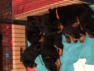 Rottweiler Puppy for sale in VACAVILLE, CA, USA