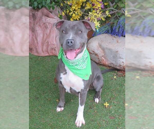 Medium Photo #1 American Staffordshire Terrier-Unknown Mix Puppy For Sale in Oklahoma City, OK, USA