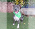 Small American Staffordshire Terrier Mix