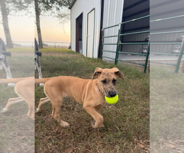 Medium Photo #3 Great Dane-Unknown Mix Puppy For Sale in Bullard, TX, USA