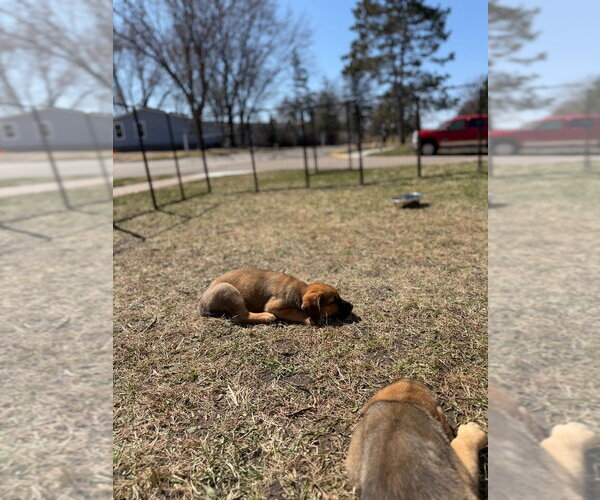 Medium Photo #4 German Shepherd Dog Puppy For Sale in Minneapolis, MN, USA