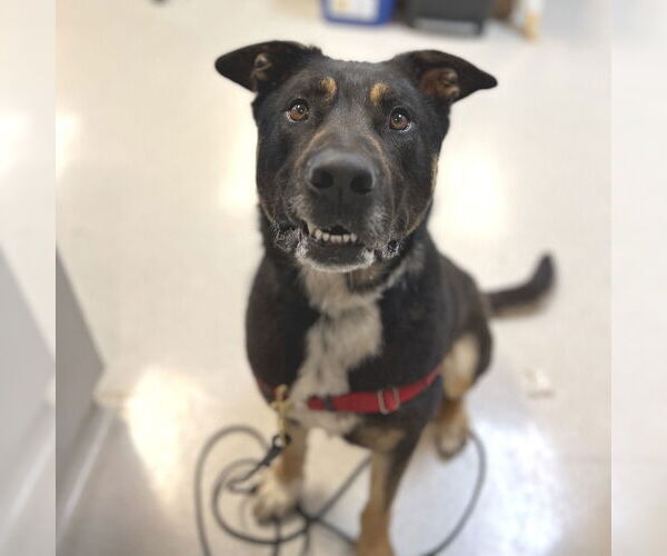 Medium Photo #3 Rottweiler-Unknown Mix Puppy For Sale in Rohnert Park, CA, USA