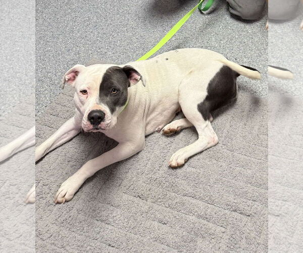 Medium Photo #2 American Pit Bull Terrier-Unknown Mix Puppy For Sale in Hinckley, IL, USA