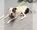 Small #1 American Pit Bull Terrier Mix