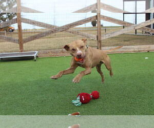 Oatie - Male Mutt Dog for Adoption - Photo #7