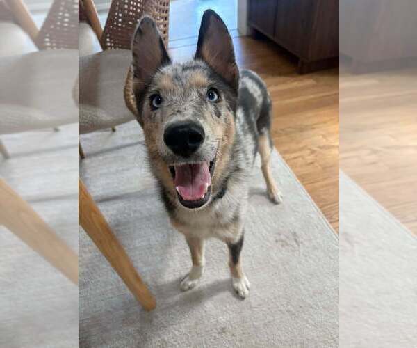 Medium Photo #9 Catahoula Leopard Dog-Collie Mix Puppy For Sale in Lakewood, CO, USA