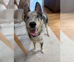 Small #8 Catahoula Leopard Dog-Collie Mix