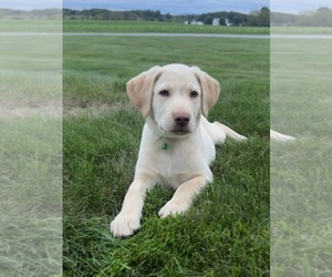 Labrador Retriever Dog for Adoption in FREDERICKSBG, Ohio USA